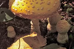 118-MultiMushroom_1538x1920_U_20_Long-Edge