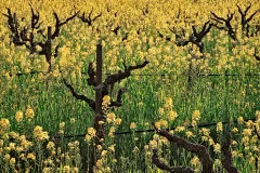 242-Sonoma-hillside-mustard_1920x1440_U_20_Long-Edge