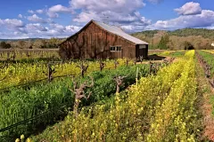 243-Barn-in-mustard-fields_1920x1440_U_20_Long-Edge