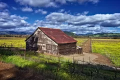 244-Mustard-with-barn_1920x1439_U_20_Long-Edge