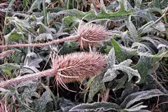 30-Frost-on-Russian-Thistles-_1920x1526_U_20_Long-Edge