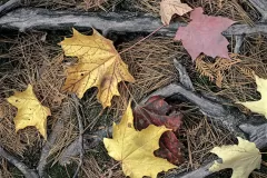 59-Maple-leaves-on-roots-_1538x1920_U_20_Long-Edge