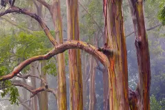 66-Fog-surrounds-Rainbow-Eucalyptus_1438x1920_U_20_Long-Edge