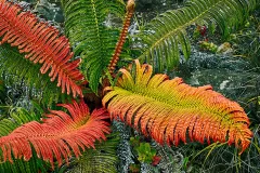 70-A-fern-in-distress_1920x1470_U_20_Long-Edge