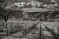 178 Maroon Winery