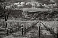178 Maroon Winery