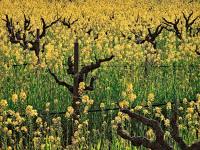 242-Sonoma-hillside-mustard 242-Sonoma-hillside-mustard