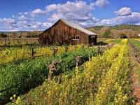 243-Barn-in-mustard-fields 243-Barn-in-mustard-fields