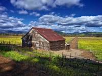 244-Mustard-with-barn 244-Mustard-with-barn