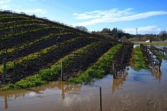 floodedVineyard_highSchoolOccidental_GFX1023