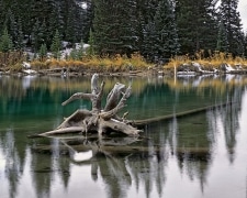 A stump rests placidly in the beaver pond, ringed in yellow by last season's Water Hemlock with a snowy pine tree covered shore.  Telluride, CO.