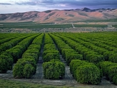 California's Central Valley: home for orange trees and cotton.  The sun has set over the foothills of Bakersfield, CA, at this beautiful orchard.