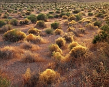 Golden dodder covers creosote bushes.  This parasite can exist for only a short but spectacular existence.  Taken at sunset in Death Valley National Park, CA.