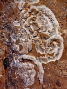 Looking like something out of an anatomy lab, this likeness to a human brain was likely caused by lichen eating into the rock.  Grand Staircase National Park near Escalante UT.