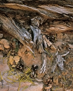 The yellow Mormon Tea leaves and pinecones sit in the shadow of tree roots.  Rare cryptogamic soil completes the collection of oddities.  Capitol Reef National Park, UT.