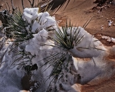 Yuccas poke their needles through the snow accumulated above them, hoping for spring but expecting winter.  Zion National Park, UT.