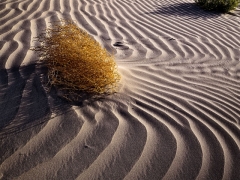 Dead is the thistle in the parched sand, windswept about it, with the low parching sun about to set.  In the dunes at Death Valley National Park, CA.