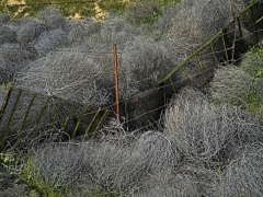 The fence across the small drainage was meant to be an obstacle for cattle.  Turns out to be a pretty good one for tumbleweeds as well.  Everyone pile on! Carrizo Plains National Park, CA.