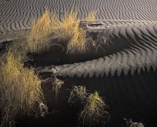 Very early morning light glances across the dunes where some dead grass clings to loose sand.  In the desert near Tonopah, NV.