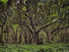 Belonging to the Hawaiian people, this piece of untouched jungle is located off the beaten path on the west side of Maui north of Kapalua.