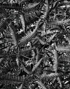 Dead ferns cross symmetrically reminiscent of wrought iron lattice work.  Near Kileau volcano on the Big Island of Hawai'i.