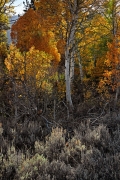 Fall aspens are backlit and windblown with the desert plants at their base.  A hard life at Lundy Lake north of Lee Vining, CA.