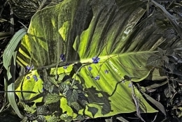 While taking a breather on the Kalalau trail on the Na Pali coast, the fallen blue flowers on the giant leaf captivated my attention… or at least allowed me to catch my breath as I made the photo.  Kaui, Hawaii.