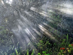 Steam rises on the rim due to the on-going eruption of Kileau. The sun pokes through Ohia Lehua trees to show prominent streaks.  Big Island of Hawaii.