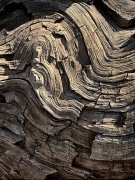 A section of a fallen sequoia tree resembles an ocean wave.  Trail of a 1000 Giants, near Johnsondale, CA.