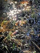 The sun catches reflections from bubbles and drops in the swamp water making a host of diamonds (light refracting from the aperture in the lens).  Yosemite National Park, CA.