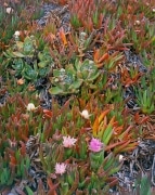 Distressed California Ice Plants growing along Highway 1 near Monterey, CA.  Some bloom, some die, others go bright red as they suffer.  The complete spectrum of life at Garrapata State Park.