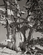 Ancient Bristlecone pine, perhaps the world’s oldest living thing next to creosote.  Gnarled and semi-dead, they grow only on the poor dolomitic outcrops high and near the edge in the high altitude, yet arid White Mountains near Bishop, CA.