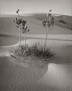 Sculpted by wind and rain, the desert supports very few plants including these yucca.  Instead of sand, this is the soft-as-talc gypsum, normally a rare constituent of sand because it is water-soluble, except here at White Sands National Monument near Alamogordo, NM, where this gypsum dune field is the largest of its kind in the world.  Unlike dunes made of quartz-based sand crystals, the gypsum does not readily convert the sun's energy into heat, and thus can be walked upon safely with bare feet, even in the hottest summer months.