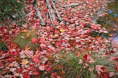 Maple leaves have fallen at the edge of the pond which also has tree roots, grass, and cedars.  In Lake Superior Provincial Park, Ontario, Canada, south of Wawa.