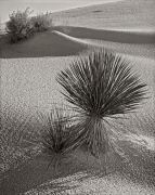 Sculpted by wind and rain, the desert supports very few plants including these yucca.  Instead of sand, this is the soft-as-talc gypsum, normally a rare constituent of sand because it is water-soluble, except here at White Sands National Monument near Alamogordo, NM, where this gypsum dune field is the largest of its kind in the world.  Unlike dunes made of quartz-based sand crystals, the gypsum does not readily convert the sun's energy into heat, and thus can be walked upon safely with bare feet, even in the hottest summer months.