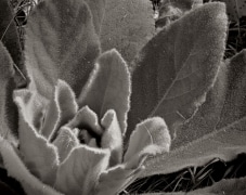 Captured in the folds of a giant fuzzy green leaf of a Lamb's ear, this Dandelion seed awaits a strong breeze to extract it so it can be free.  So soft to the touch, the hairs on the leaf collect the morning dew and are an adaption to the dryness of the desert.  Zion National Park, UT.