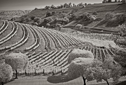 Ballard Canyon is the newest wine-growing appellation in the Santa Ynez Valley.  Infrared.  Along Ballard Canyon Road, Los Olivos, CA.