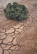 The water has long ago dried up and vanished, as evidenced by the deep cracks, yet the plant remains green and vibrant.  An inhabitant of Cuddeback Lake in the Mojave Desert, which is the abandoned and long forgotten site of WW2 Cuddeback Lake Air Force Gunnery Range.  It is also one of the emergency landing sites for the X-15 rocket plane!  The targets have been replaced with OHV tracks.  Desolate and strange. Near Atolia, CA.