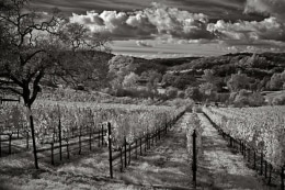 Fall in the vineyard during an afternoon wine tasting at Maroon Vineyards.  Rows of yellow grape leaves extend to the valley as clouds dramatically float overhead.  Infrared.  Napa, CA.