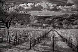 Fall in the vineyard during an afternoon wine tasting at Maroon Vineyards.  Rows of yellow grape leaves extend to the valley as clouds dramatically float overhead.  Infrared.  Napa, CA.