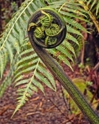 A fiddlehead fern unrolls a new frond.  The name arises from the similarity to the tuning head of a fiddle or bass violin with its tuning pegs.  This tightly coiled tip of fern is actually a delicacy that tastes like a cross between asparagus and young spinach.  This one grows in the rainforest near the active volcano, Kilauea in the Hawai’ian Volcanoes National Park, on the big Island of Hawai’i.
