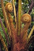 A fiddlehead fern unrolls a new frond.  The name arises from the similarity to the tuning head of a fiddle or bass violin with its tuning pegs.  This tightly coiled tip of fern is actually a delicacy that tastes like a cross between asparagus and young spinach.  This one grows in the rainforest near the active volcano, Kilauea in the Hawai’ian Volcanoes National Park, on the big Island of Hawai’i.