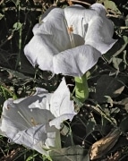 A bug munches on the datura flower.  It has been very busy.  Sacred datura is the name of a poisonous perennial plant and ornamental flower of southwestern North America. It is sometimes used as a hallucinogen added to "Indian whiskey" because of its ritual intoxicating uses by many tribes.  The flower has five narrow points spaced symmetrically around its rim.  The bug only knows it tastes good.  Of course it may be hallucinating!  Zion National Park UT.