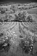 Wine tasting at Christopher Creek winery on a typically gorgeous Sonoma day.  Just behind the tasting area, the creek winds at the base of the vine covered hill.  Healdsburg, CA.