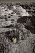 A Mormon Tea bush stands on the edge of cliff extending to the horizon.  Image juried into Sebastopol Center for the Arts exhibition: "BLACK & WHITE and a hint of color."  On the White Rim Road that follows Green River near its confluence with the Colorado in Canyonlands National Park.