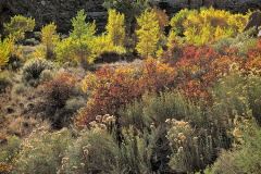 Fall in Zion National Park, UT brings blooming rabbit bush, red live oak leaves and the yellows of cottonwoods all of whom have survived another summer and will lay dormant until spring.  In the Clear Creek region.