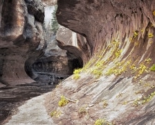 Just outside the famous "Subway"  (the Left Fork of North Creek), this little waterfall reflects the canyon walls and is decorated by the fall leaves.  Zion National Park, UT.