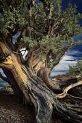 An ancient Bristlecone pine clings to life on the White Mountains above Bishop, CA.  Growing stunted on high elevation dolomitic soils, they may live as long as 5000 years! This unique infrared black & white image is colored with an overlay of the visible colors.
