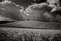 An angry-looking cloud hovers above the lone oak growing in a vineyard north Las Alamos, CA on Highway 101.  Infrared capture.