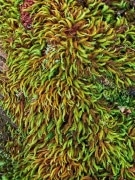 A dense mass of ferns grow on a decaying log. Colorful and soft to the touch.  On the Okolehao Trail in the Hanalei National Wildlife Refuge near Hanalei, Kauai.
